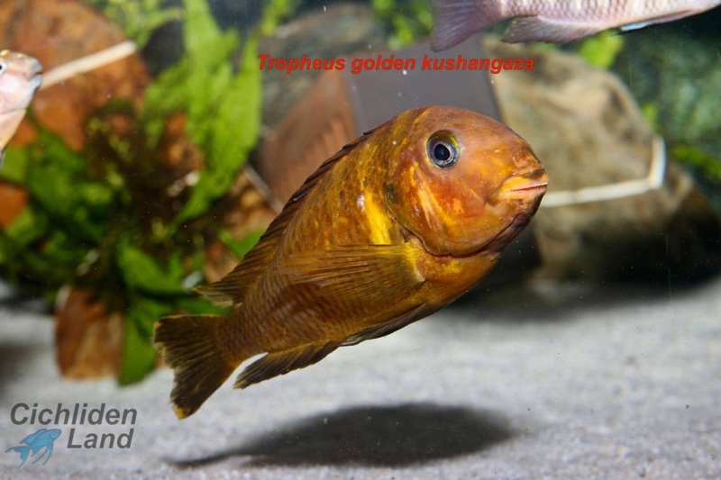 Tropheus sp. 'kipili' Ulwile Island (Kushangaza)